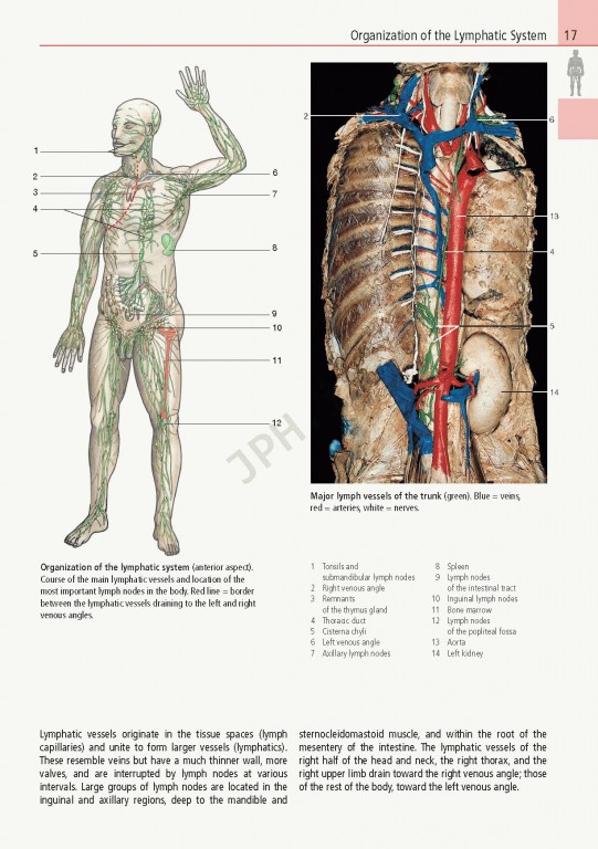 اطلس آناتومی تمام رنگی روهن ویراست هشتم  Rohen Atlas Of Anatomy 2015