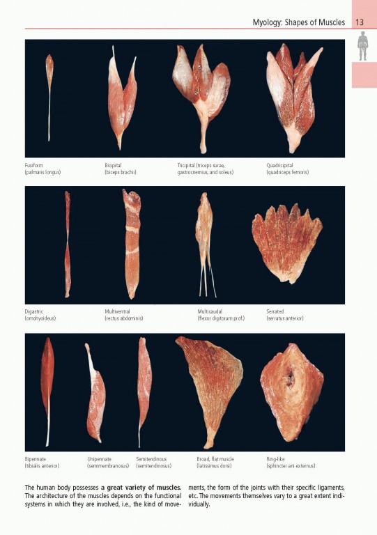 اطلس آناتومی تمام رنگی روهن ویراست هشتم  Rohen Atlas Of Anatomy 2015