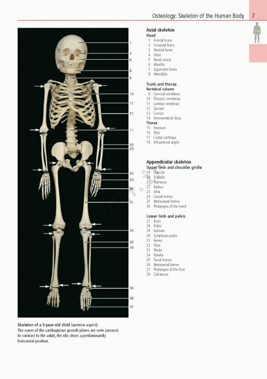 اطلس آناتومی تمام رنگی روهن ویراست هشتم  Rohen Atlas Of Anatomy 2015