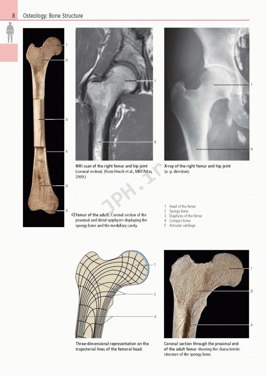 اطلس آناتومی تمام رنگی روهن ویراست هشتم  Rohen Atlas Of Anatomy 2015