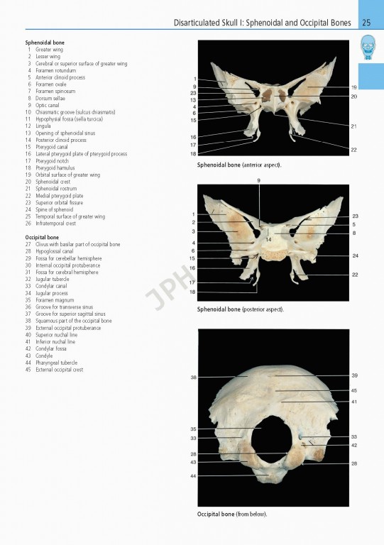 اطلس آناتومی تمام رنگی روهن ویراست هشتم  Rohen Atlas Of Anatomy 2015