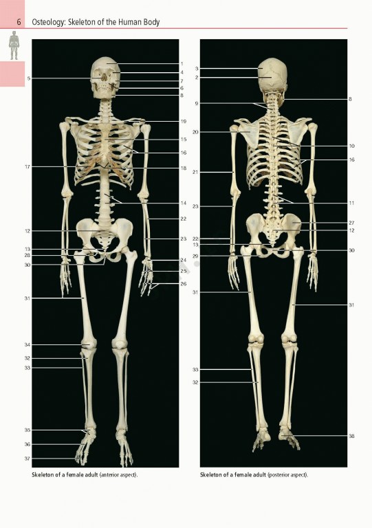 اطلس آناتومی تمام رنگی روهن ویراست هشتم  Rohen Atlas Of Anatomy 2015