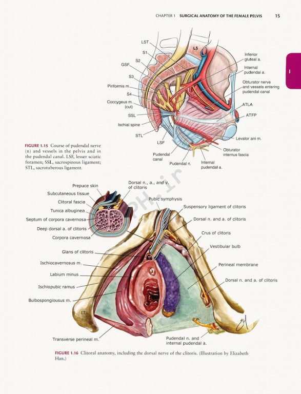 جراحی زنان و زایمان تلیند | Te Linde's Operative Gynecology 201 |