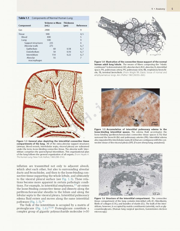 پزشکی تنفسی مورای و نادل ویراست هفتم | Murray & Nadel's Textbook of Respiratory Medicine 2021