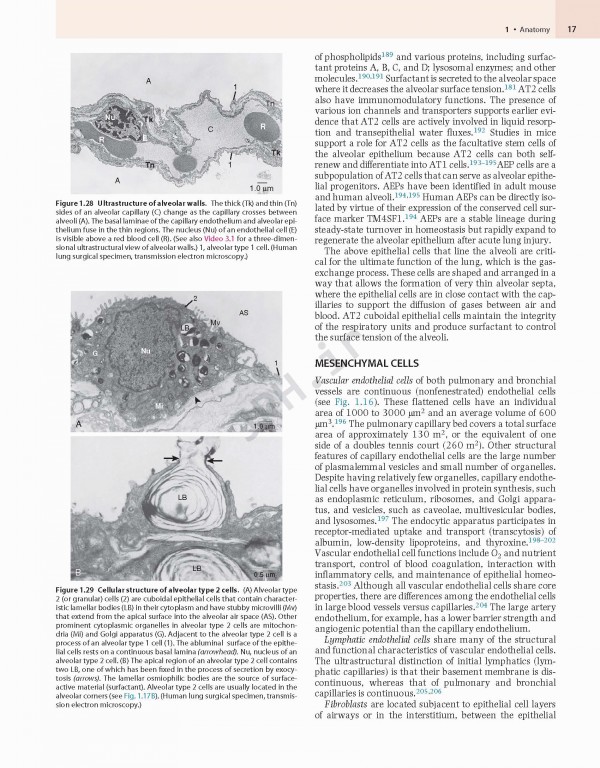 پزشکی تنفسی مورای و نادل ویراست هفتم | Murray & Nadel's Textbook of Respiratory Medicine 2021
