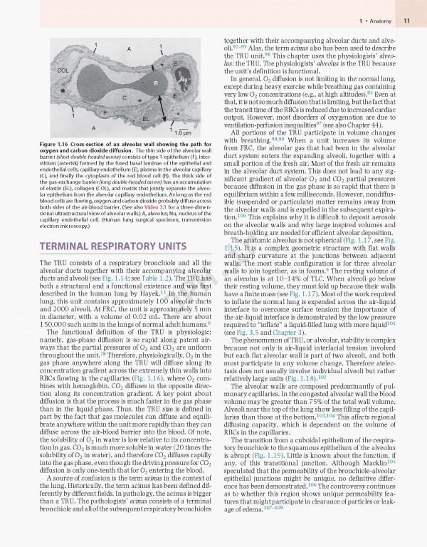 پزشکی تنفسی مورای و نادل ویراست هفتم | Murray & Nadel's Textbook of Respiratory Medicine 2021
