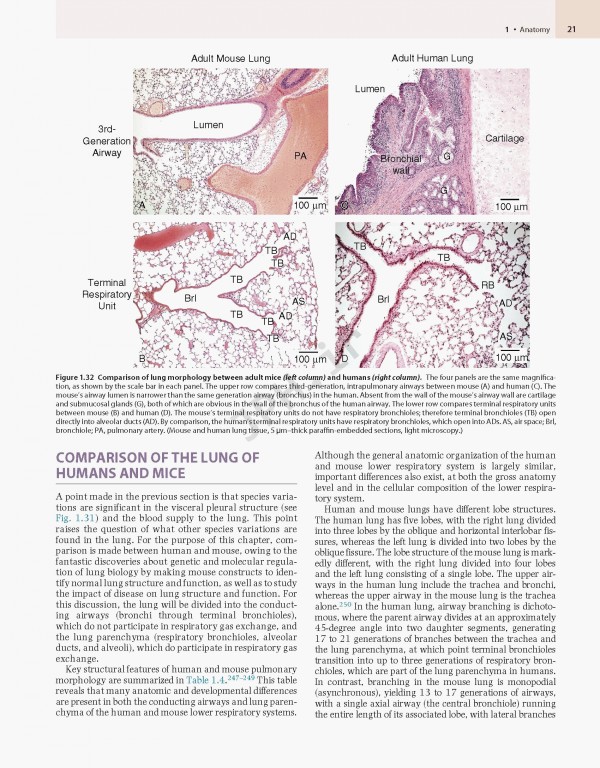 پزشکی تنفسی مورای و نادل ویراست هفتم | Murray & Nadel's Textbook of Respiratory Medicine 2021
