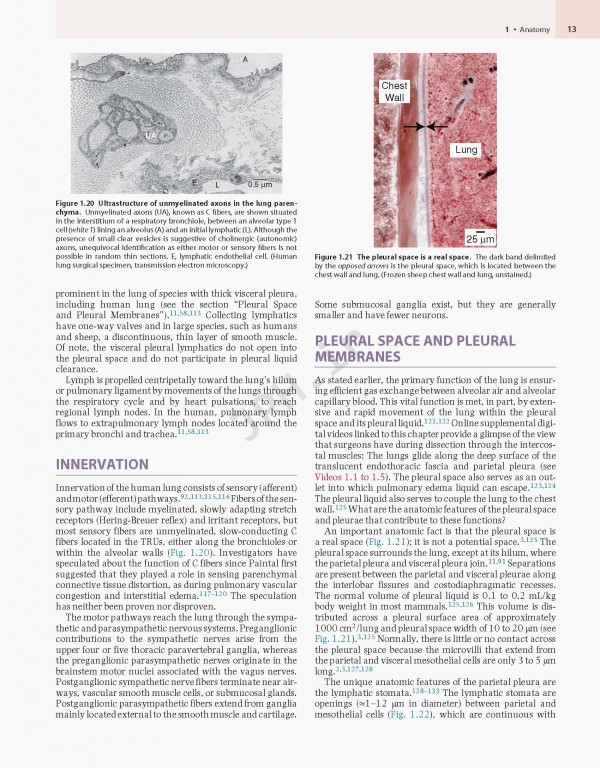 پزشکی تنفسی مورای و نادل ویراست هفتم | Murray & Nadel's Textbook of Respiratory Medicine 2021