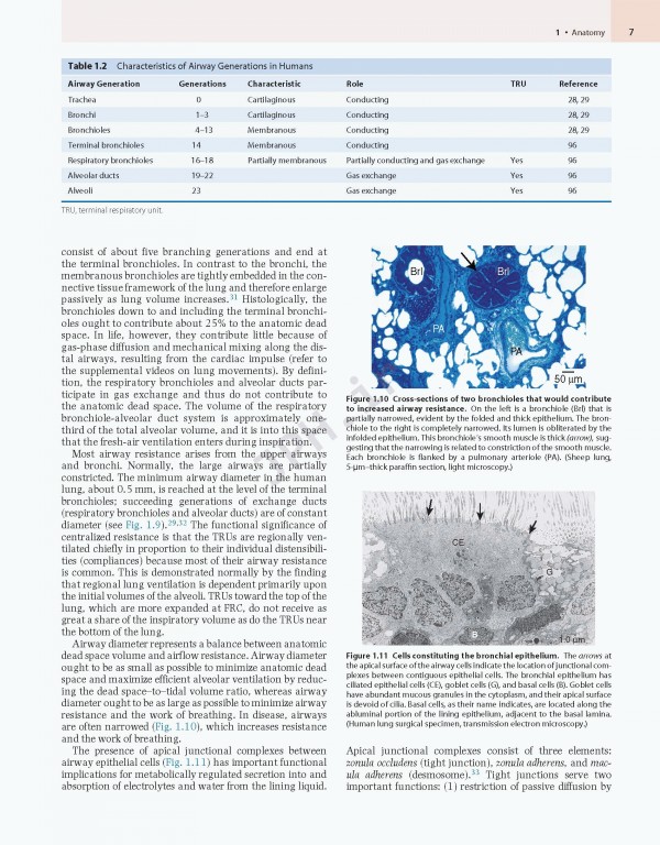 پزشکی تنفسی مورای و نادل ویراست هفتم | Murray & Nadel's Textbook of Respiratory Medicine 2021