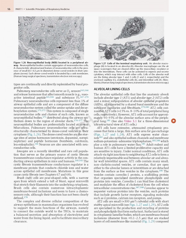 پزشکی تنفسی مورای و نادل ویراست هفتم | Murray & Nadel's Textbook of Respiratory Medicine 2021