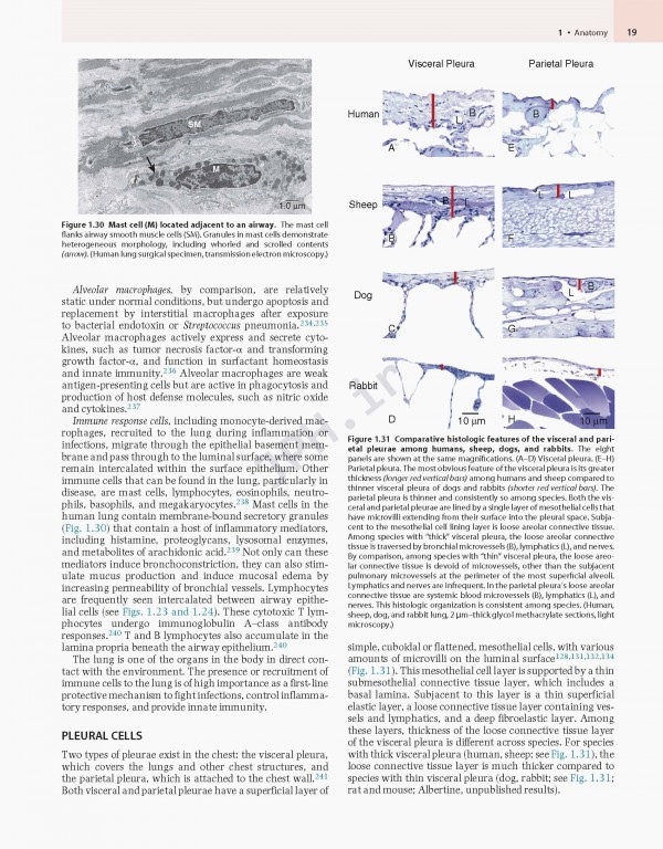 پزشکی تنفسی مورای و نادل ویراست هفتم | Murray & Nadel's Textbook of Respiratory Medicine 2021
