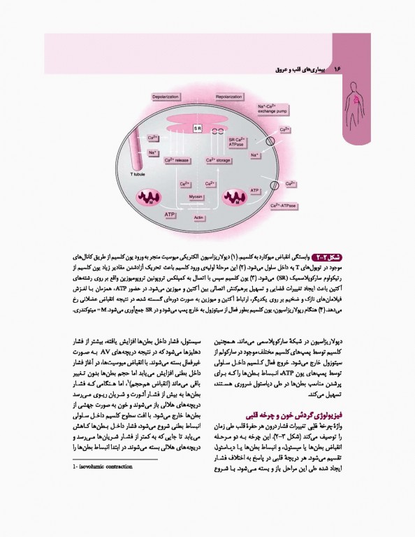 مبانی طب داخلی سیسیل 2016 تک جلدی