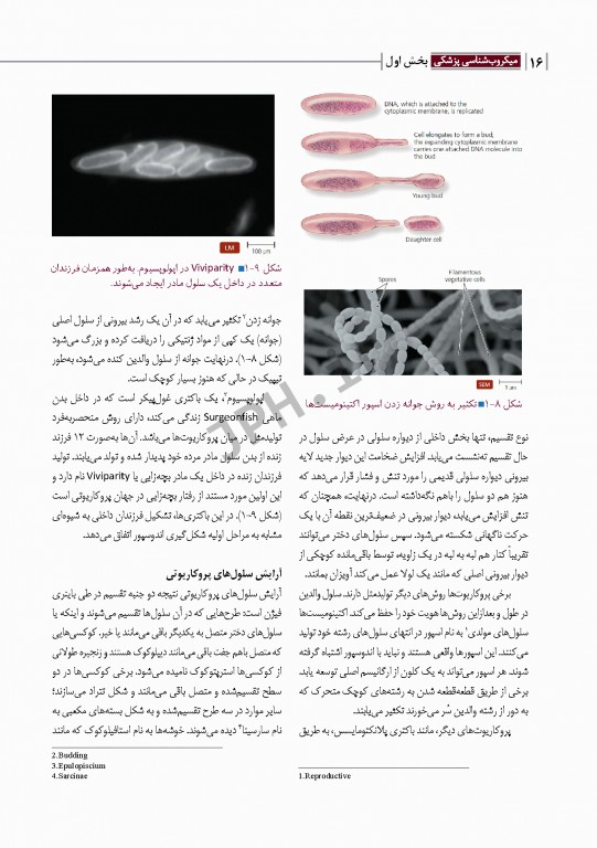 مبانی میکروب‌شناسی و باکتری‌شناسی جامع پزشکی دکتر امید عزیزی