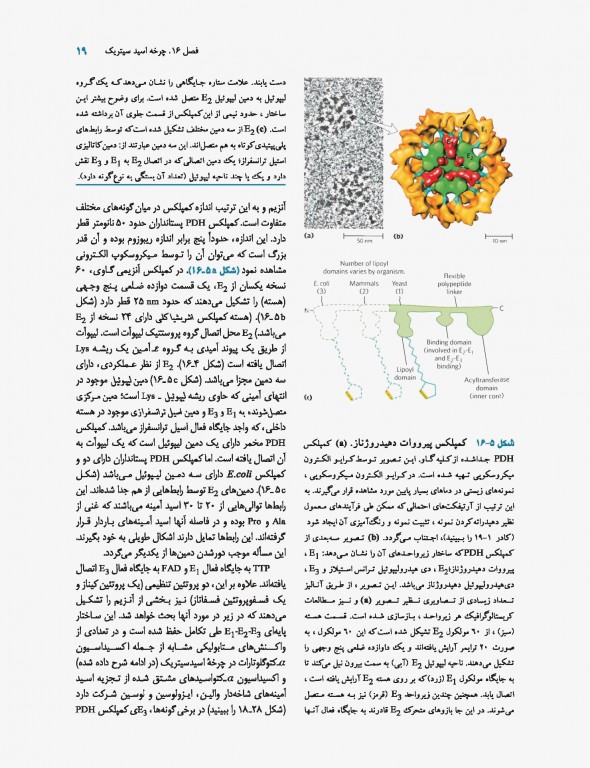 اصول بیوشیمی لنینجر 2017 دکتر سلامی جلد دوم