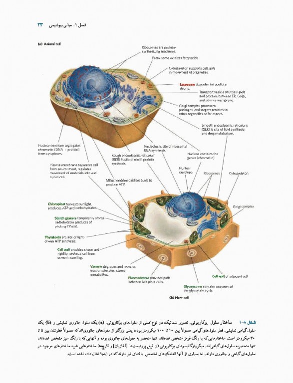 اصول بیوشیمی لنینجر 2017 دکتر سلامی جلد اول