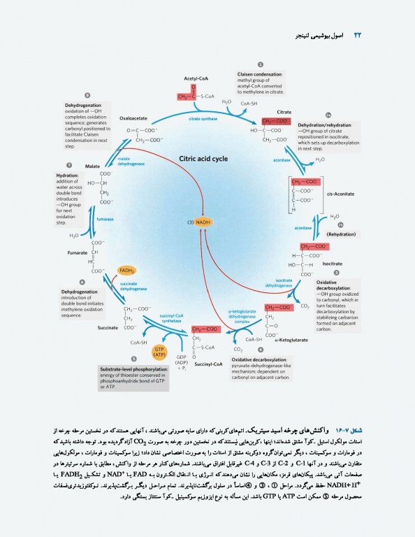 اصول بیوشیمی لنینجر 2017 دکتر سلامی جلد دوم