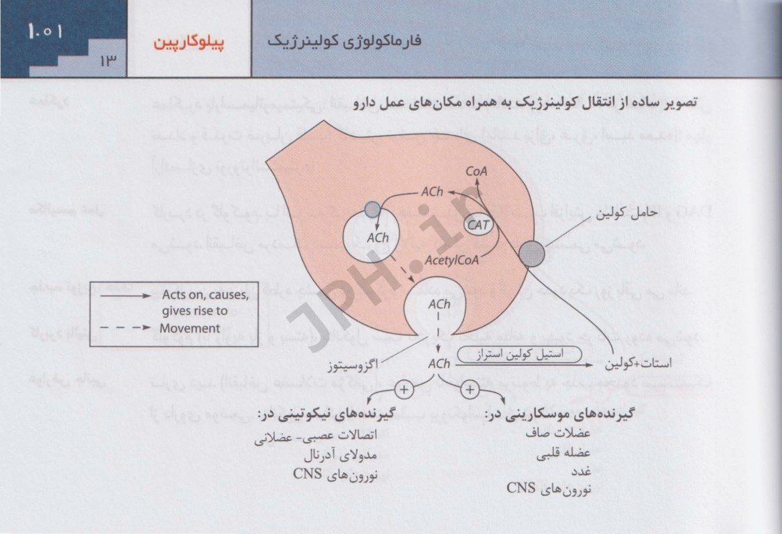 فارماکولوژی رنگ & دیل
