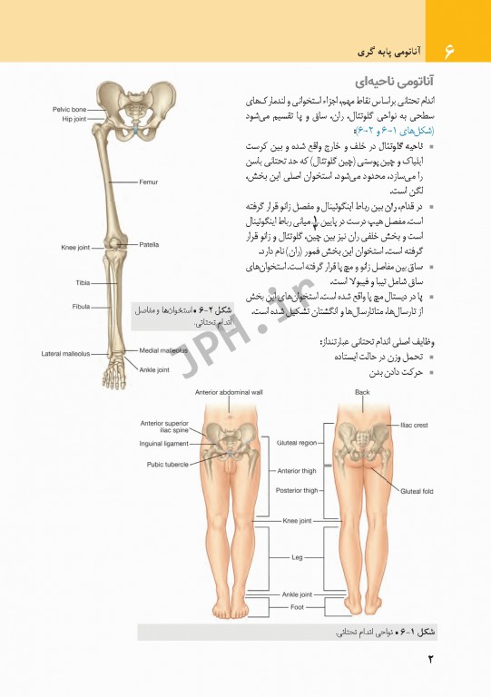 چکیده‌ آناتومی پایه گری 2018 جلد2 اندام