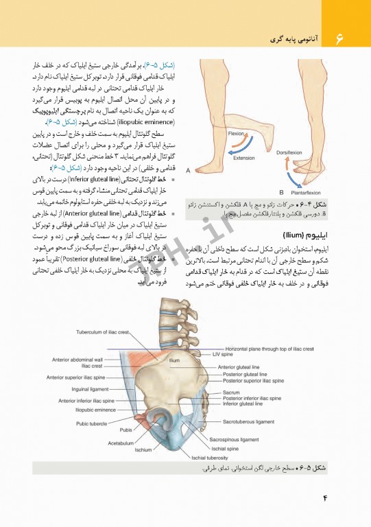 چکیده‌ آناتومی پایه گری 2018 جلد2 اندام
