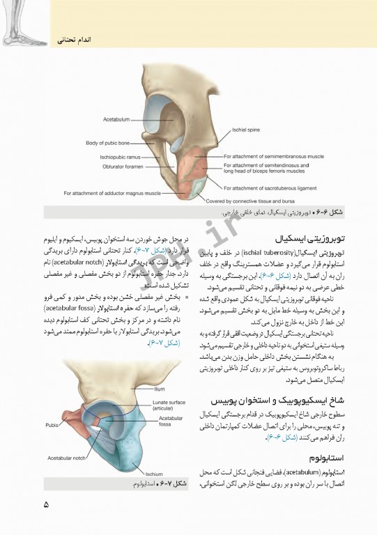 چکیده‌ آناتومی پایه گری 2018 جلد2 اندام