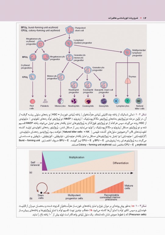 ضروریات خون‌شناسی هافبراند 2020 تمام رنگی