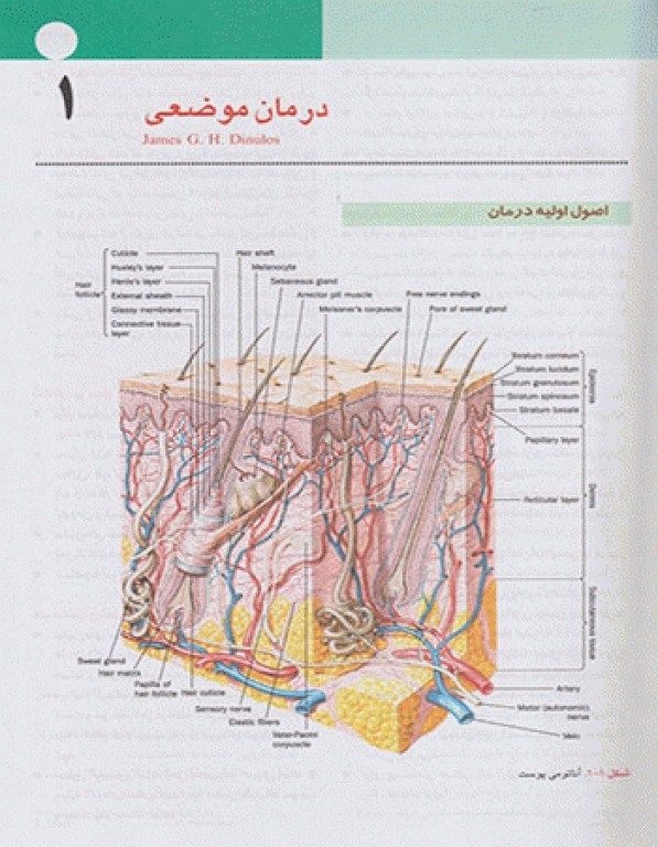 بیماری‌های پوست هبیف تشخیص و درمان 2018