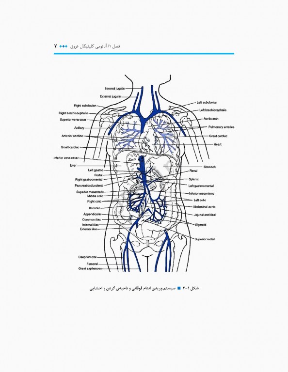جراحی عروق برای پزشکان تشخیص و ارجاع