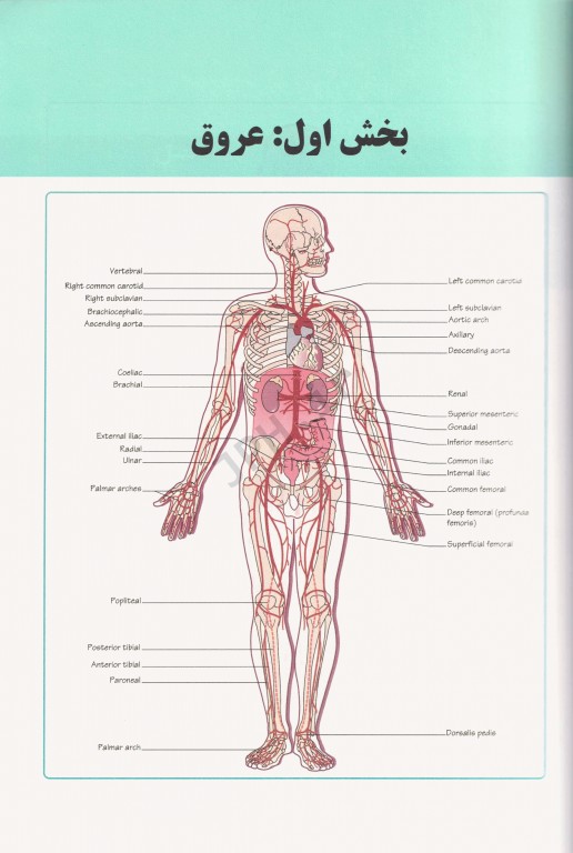 درسنامه جامع طب اورژانس عروق و روانپزشکی بر مبنای روزن 2018