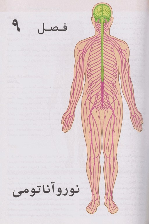 نوروآناتومی برای دانشجویان گری 2024 ترجمه دکتر رضا شیرازی