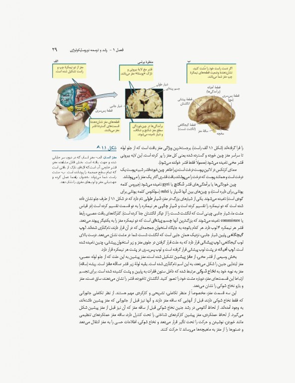مبانی نوروسایکولوژی انسان جلد اول