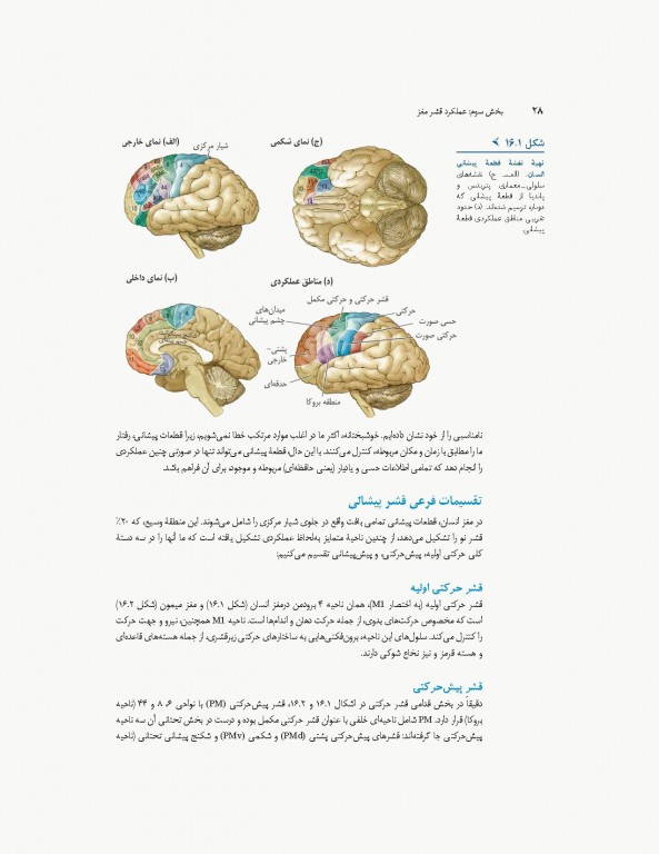 مبانی نوروسایکولوژی انسان جلد دوم