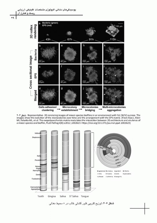 چکیده مراجع دندانپزشکی CDR علم و هنر در دندانپزشکى ترمیمى 2019