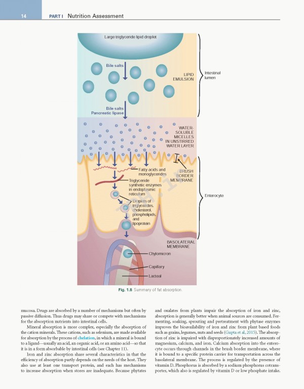 اصول تغذیه و رژیم درمانی کراوس2021 | Krause and Mahan's Food & the Nutrition Care Process 15th edition