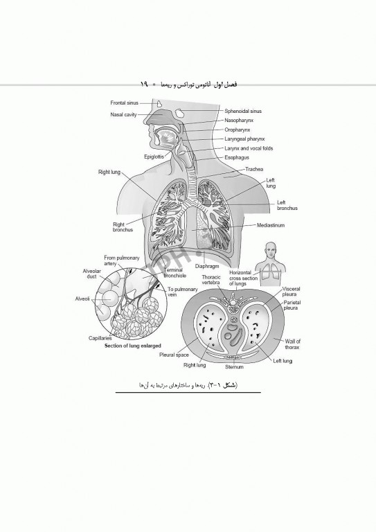 تکنولوژی جراحی توراکس قلب و عروق