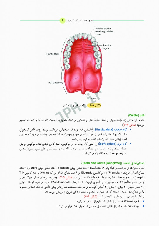 آناتومی برای دانشجویان اتاق عمل با رویکرد بالینی و جراحی جلد دوم