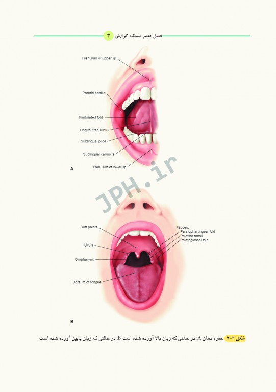 آناتومی برای دانشجویان اتاق عمل با رویکرد بالینی و جراحی جلد دوم