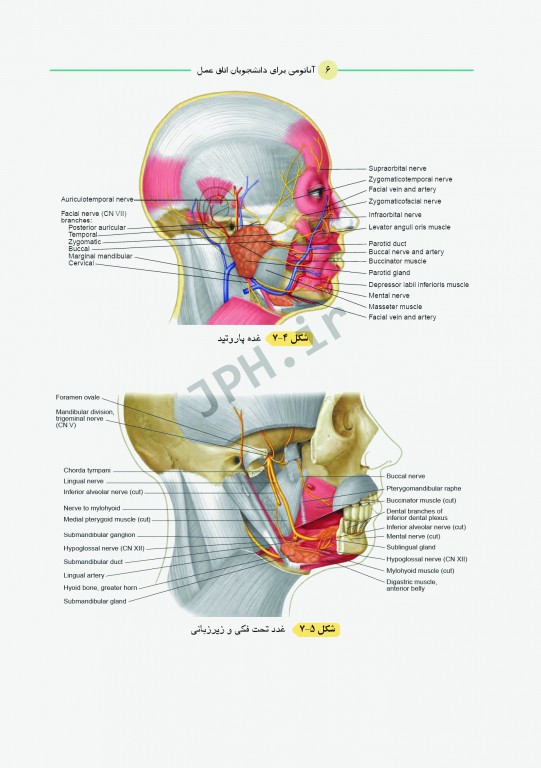 آناتومی برای دانشجویان اتاق عمل با رویکرد بالینی و جراحی جلد دوم