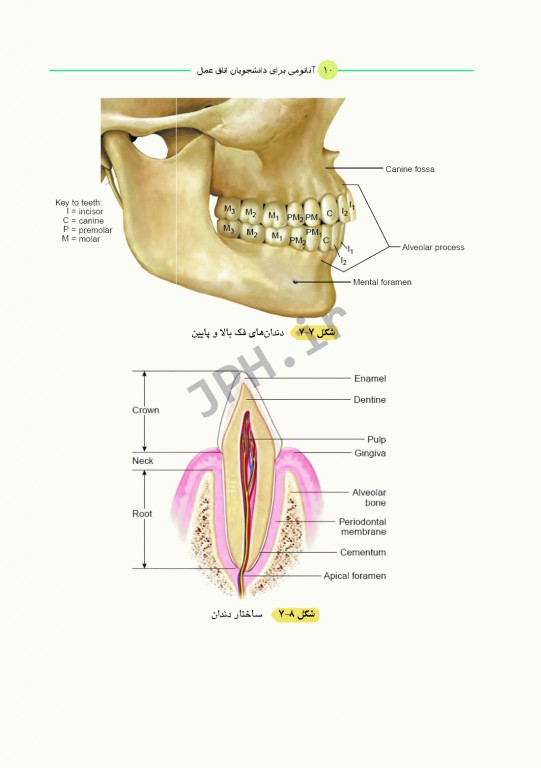 آناتومی برای دانشجویان اتاق عمل با رویکرد بالینی و جراحی جلد دوم