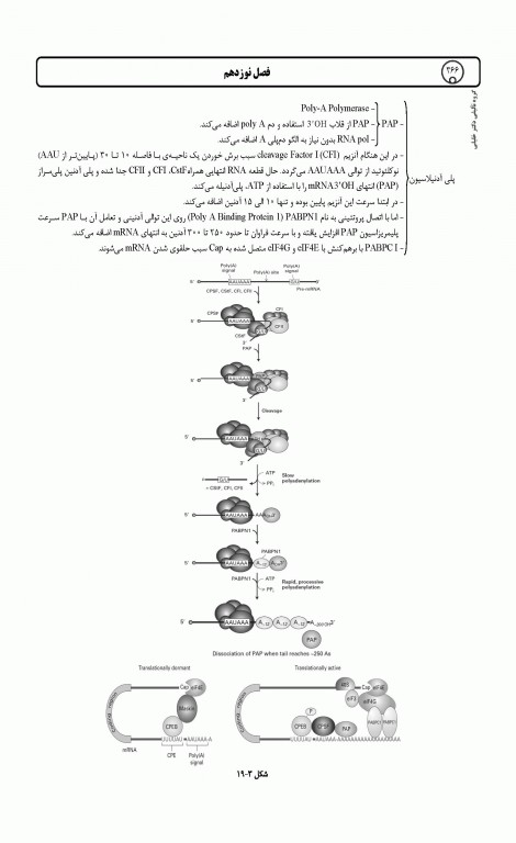 میانبر الگوریتم زیست شناسی سلولی و مولکولی
