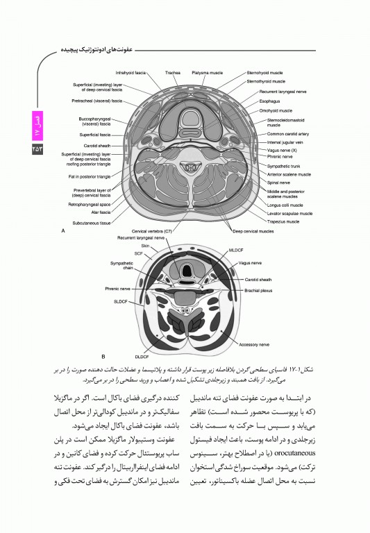 خلاصه کتاب Book Brief جراحی نوین فک و صورت پیترسون 2019