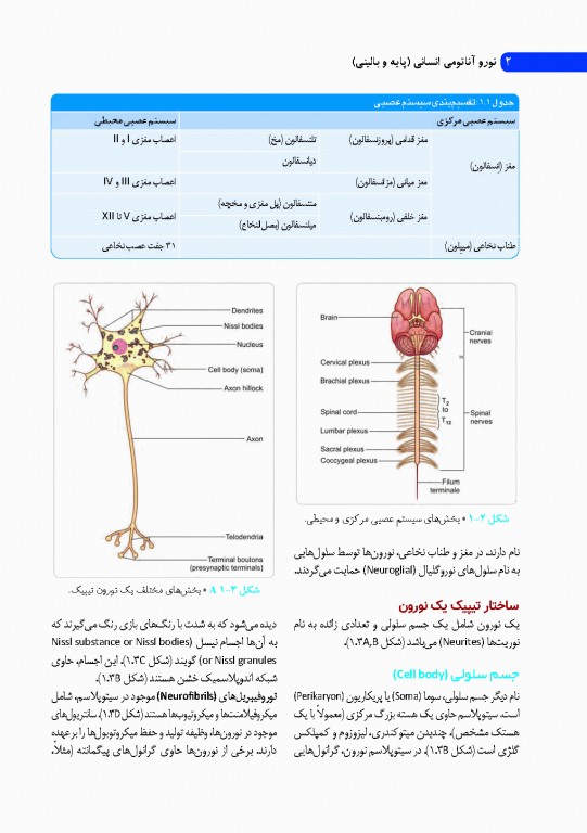 نوروآناتومی انسانی پایه و بالینی ایندر بیرسینگ 2018