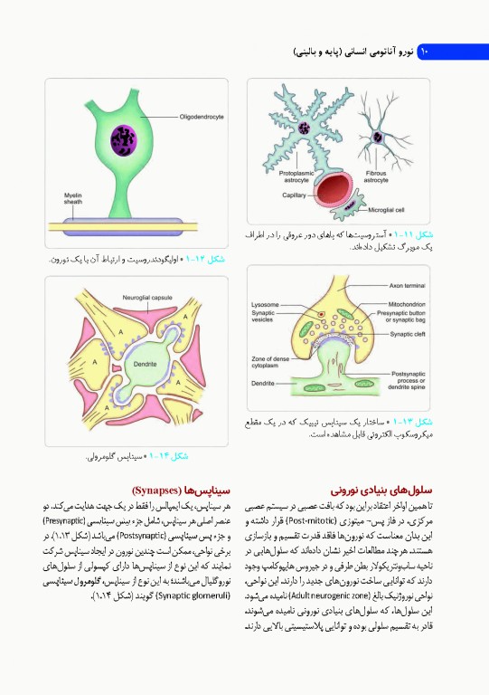 نوروآناتومی انسانی پایه و بالینی ایندر بیرسینگ 2018