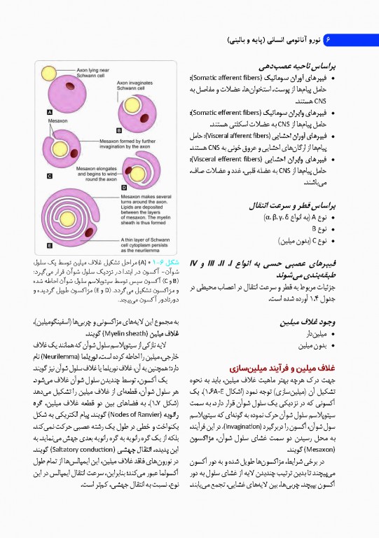 نوروآناتومی انسانی پایه و بالینی ایندر بیرسینگ 2018