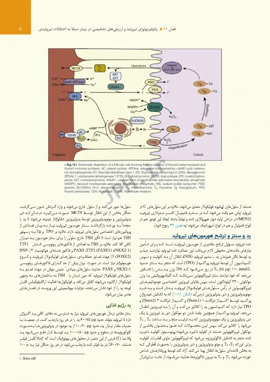 درسنامه اندوکرینولوژی ویلیامز 2020 جلد3 تیروئید