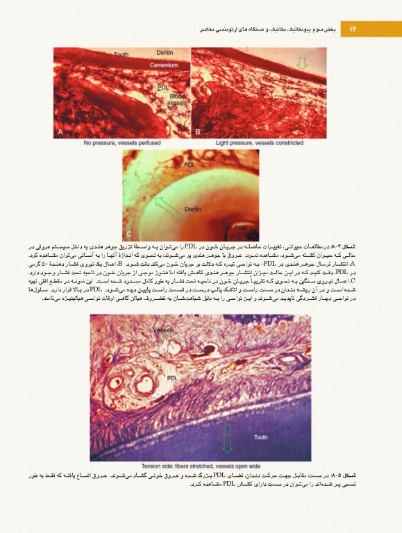 ارتودنسی معاصر پروفیت 2019 جلد2 تک رنگ شایان نمودار