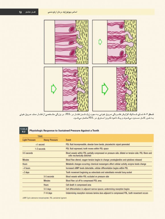 ارتودنسی معاصر پروفیت 2019 جلد2 تک رنگ شایان نمودار
