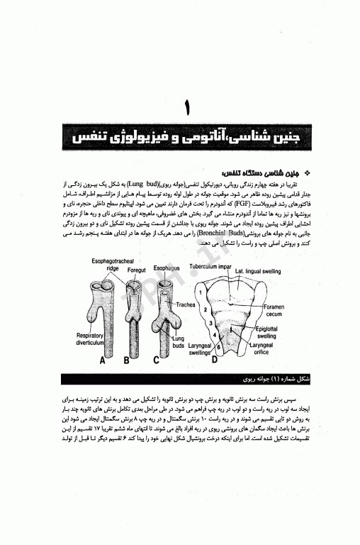 اصول تهویه مکانیکی در بخش مراقبت‌های ویژه فاطمه منجذبی