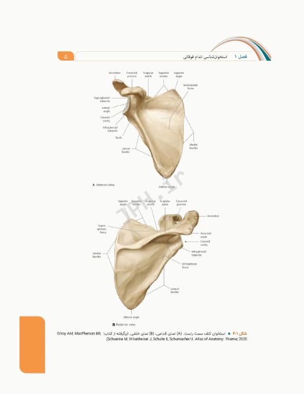 علوم تشریح برای دانشجویان پزشکی جلد 2 دستگاه اسکلتی عضلانی