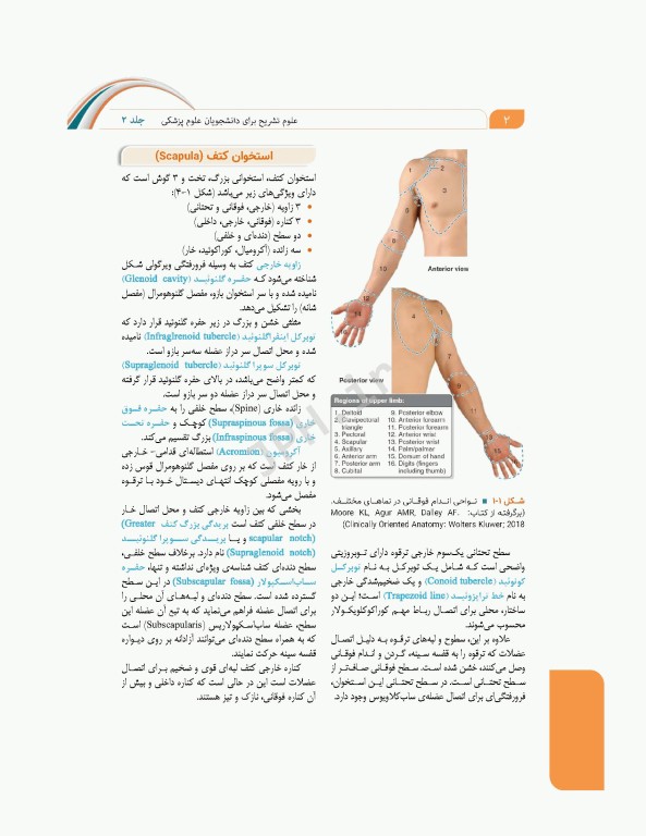 علوم تشریح برای دانشجویان پزشکی جلد 2 دستگاه اسکلتی عضلانی