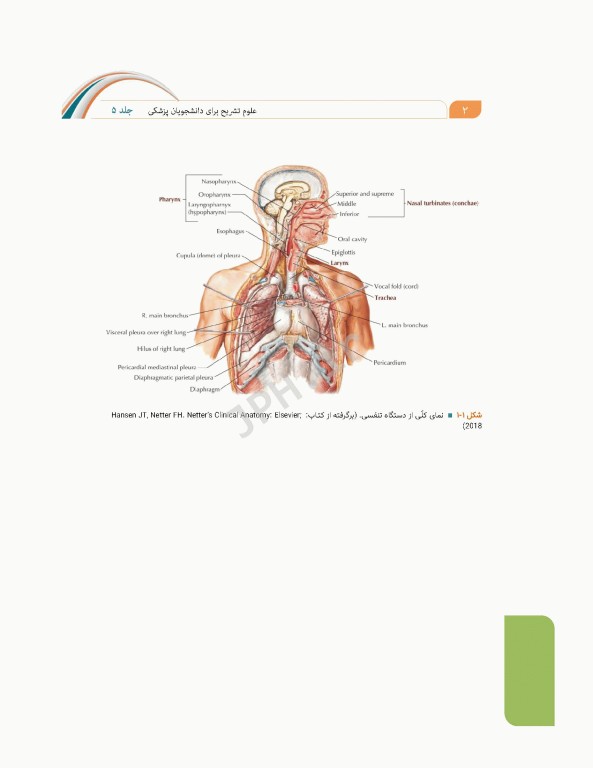 علوم تشریح برای دانشجویان پزشکی جلد5 دستگاه تنفس